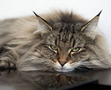 SP IC Breakaway's Once More, DSM