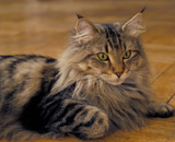 SP IC Breakaway's Once More, DSM