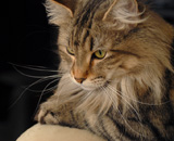 SP IC Breakaway's Once More, DSM