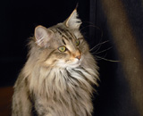 SP IC Breakaway's Once More, DSM