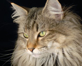 SP IC Breakaway's Once More, DSM