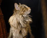 SP IC Breakaway's Once More, DSM