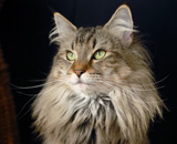 SP IC Breakaway's Once More, DSM