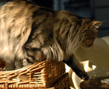 SP IC Breakaway's Once More, DSM