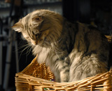 SP IC Breakaway's Once More, DSM