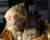 SP IC Breakaway's Once More, DSM