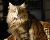 SP IC Breakaway's Once More, DSM