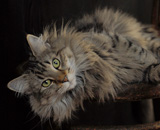 SP IC Breakaway's Once More, DSM