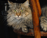 SP IC Breakaway's Once More, DSM