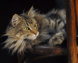 SP IC Breakaway's Once More, DSM