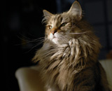 SP IC Breakaway's Once More, DSM