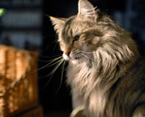 SP IC Breakaway's Once More, DSM