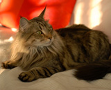 SP IC Breakaway's Once More, DSM