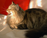 SP IC Breakaway's Once More, DSM