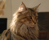 SP IC Breakaway's Once More, DSM