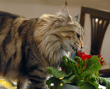 SP IC Breakaway's Once More, DSM