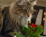 SP IC Breakaway's Once More, DSM