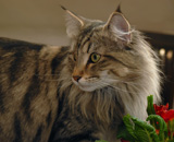 SP IC Breakaway's Once More, DSM