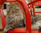 SP IC Breakaway's Once More, DSM