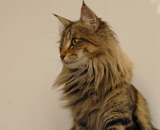 SP IC Breakaway's Once More, DSM