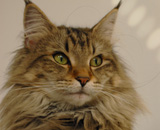 SP IC Breakaway's Once More, DSM