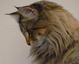 SP IC Breakaway's Once More, DSM