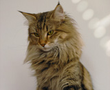 SP IC Breakaway's Once More, DSM