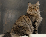 SP IC Breakaway's Once More, DSM