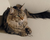 SP IC Breakaway's Once More, DSM