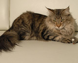 SP IC Breakaway's Once More, DSM