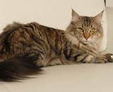 SP IC Breakaway's Once More, DSM