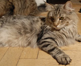 SP IC Breakaway's Once More, DSM