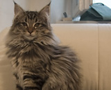 SP IC Breakaway's Once More, DSM