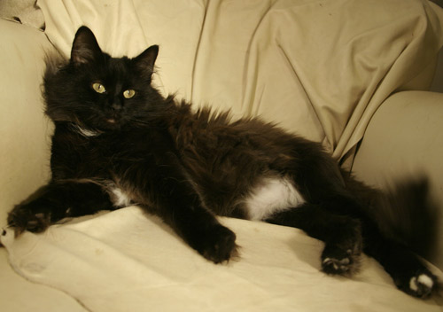 Wildfee's Dilli Black