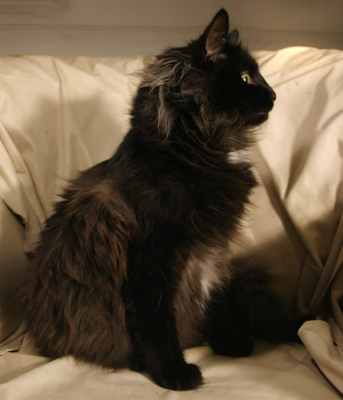 Wildfee's Dilli Black