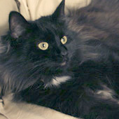 wildfee's Dilli black