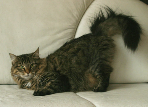 Wildfee's Itti Tiger