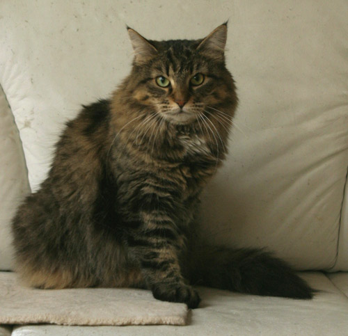 Wildfee's Itti Tiger