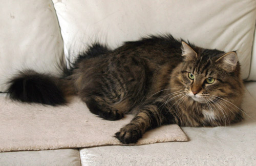 Wildfee's Itti Tiger