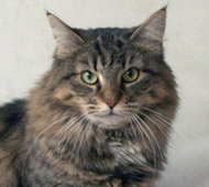 CH WIldfee's Itti Tiger