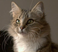 IC Lucy Mae av Trollsfjord