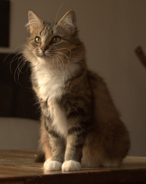 Lucy Mae av Trollsfjord