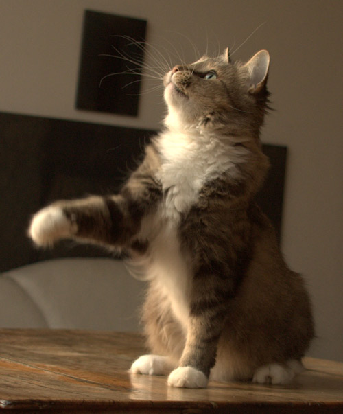 Lucy Mae av Trollsfjord