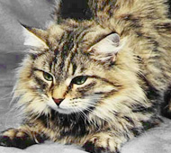 IC Joetunn's Swantje