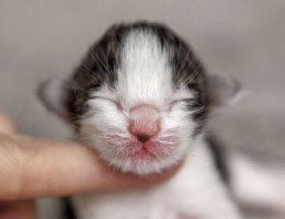 Wildfee's Norwegische Waldkatzen Wildfee's Baba-Jaga - einen Tag alt