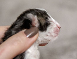 Wildfee's Norwegische Waldkatzen Wildfee's Baba-Jaga - einen Tag alt