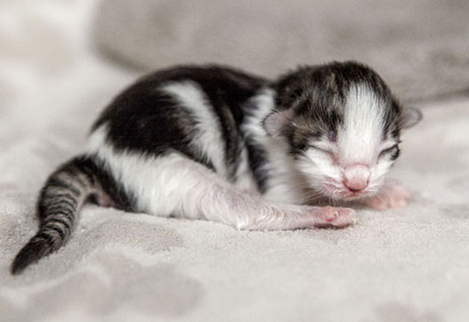 Wildfee's Norwegische Waldkatzen Wildfee's Balerion - einen Tag alt