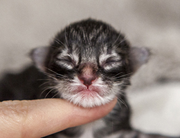 Wildfee's Norwegische Waldkatzen Wildfee's Balerion - einen Tag alt