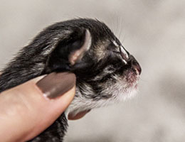 Wildfee's Norwegische Waldkatzen Wildfee's Balerion - einen Tag alt