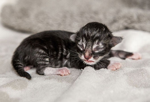 Wildfee's Norwegische Waldkatzen Wildfee's Balerion - einen Tag alt